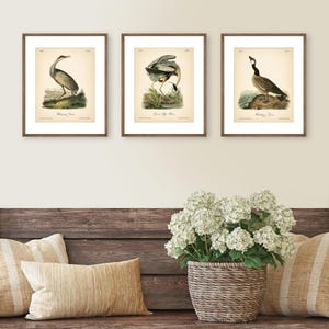 8x10'' 3 VINTAGE PRINTS Audubon Birds 8x10 inches Wall Art Decor Rustic Antique Book Birds of America Botanical Prints Set of 3 Prints Heron image 5