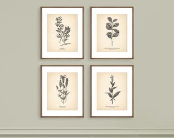 8x10'' Vintage Botanical Prints Set of 4 Botanical Poster Wildflower Botanical Print Flower Print Vintage Print Botanical Art Neutral Decor