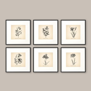 8x8&#39;&#39; Vintage Botanical Prints Set of 6 Botanical Poster Wildflower Botanical Print Flower Print Vintage Print Botanical Art Neutral Decor