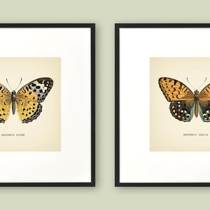 Może przedstawiać: Dwa oprawione vintage ilustracje motyli. Motyl po lewej stronie jest ż&oacute;łty z czarnymi plamkami, a motyl po prawej stronie jest pomarańczowy z czarnymi i niebieskimi plamkami. Tekst pod każdym motylem brzmi "Argynnis Niobe" i "Argynnis Adippe".