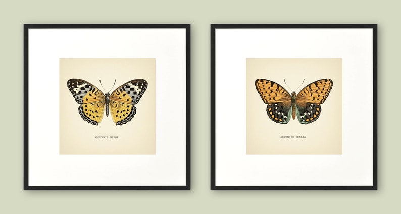 Może przedstawiać: Dwa oprawione vintage ilustracje motyli. Motyl po lewej stronie jest ż&oacute;łty z czarnymi plamkami, a motyl po prawej stronie jest pomarańczowy z czarnymi i niebieskimi plamkami. Tekst pod każdym motylem brzmi "Argynnis Niobe" i "Argynnis Adippe".