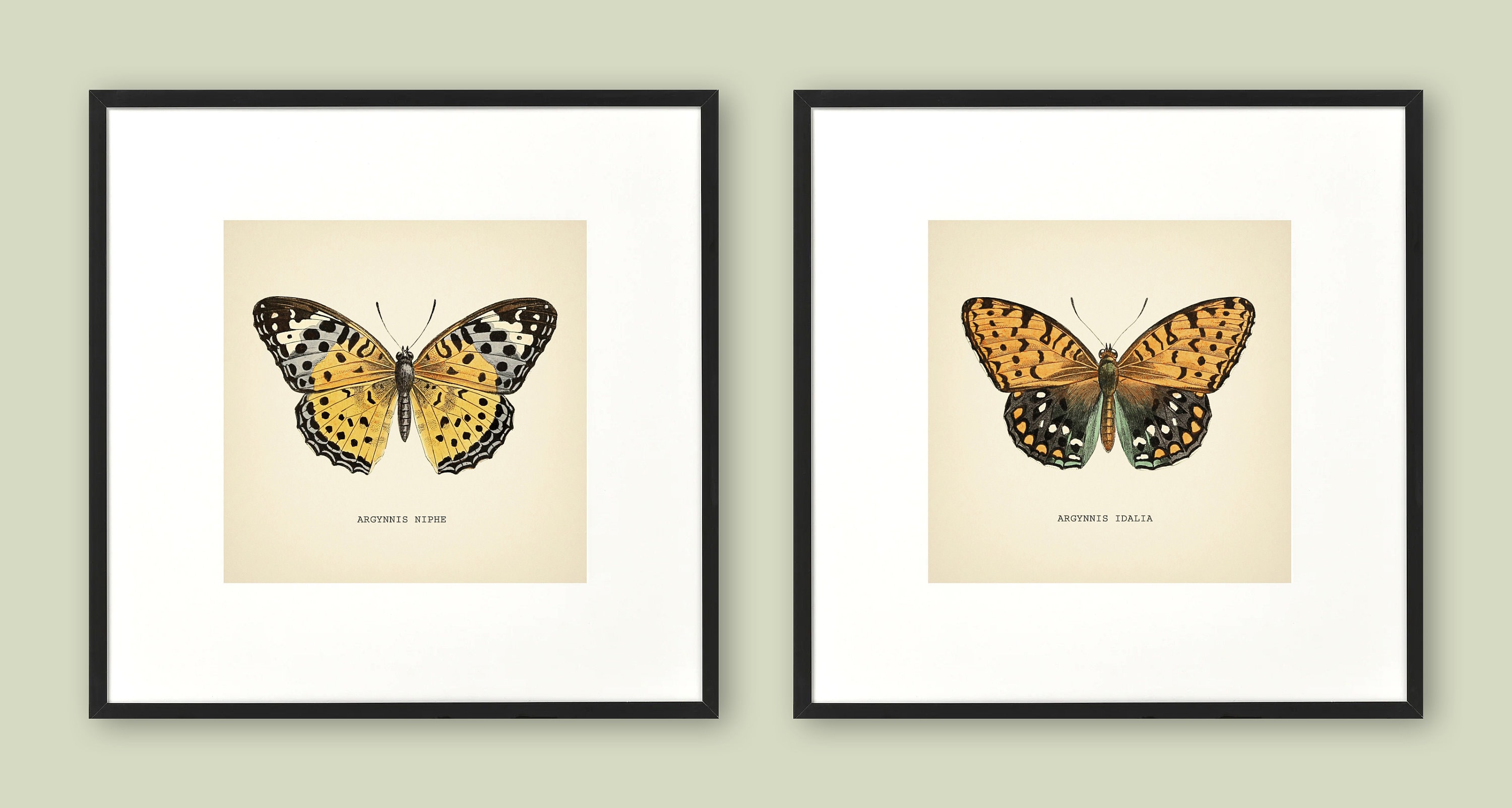 Set of 2 Vintage Butterflies Prints Botanical Square Print Butterfly ...