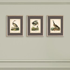 8x10'' 3 VINTAGE PRINTS Audubon Birds 8x10 inches Wall Art Decor Rustic Antique Book Birds of America Botanical Prints Set of 3 Prints Heron image 1