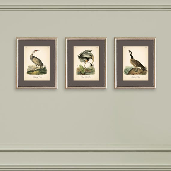 8x10'' 3 VINTAGE PRINTS Audubon Birds 8x10 inches Wall Art Decor Rustic Antique Book Birds of America Botanical Prints Set of 3 Prints Heron