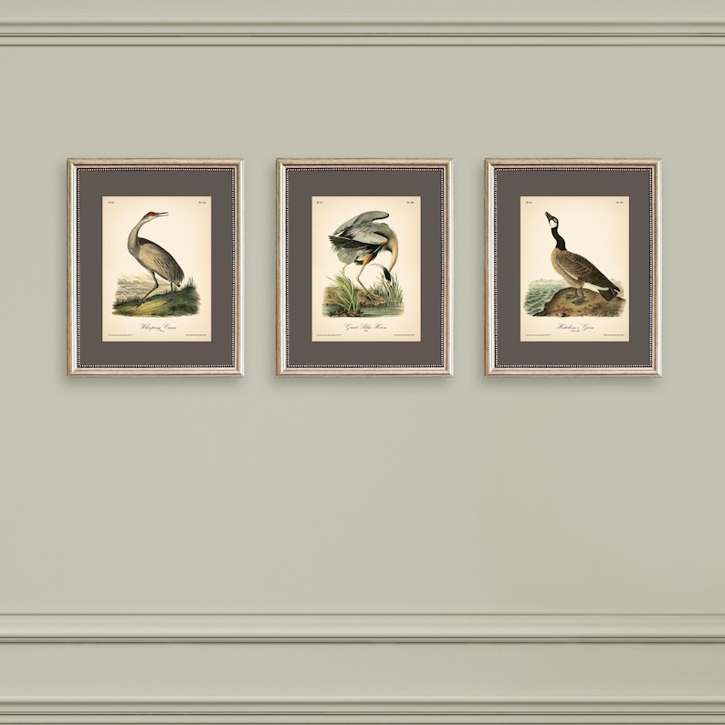 8x10'' 3 VINTAGE PRINTS Audubon Birds 8x10 inches Wall Art Decor Rustic Antique Book Birds of America Botanical Prints Set of 3 Prints Heron image 1