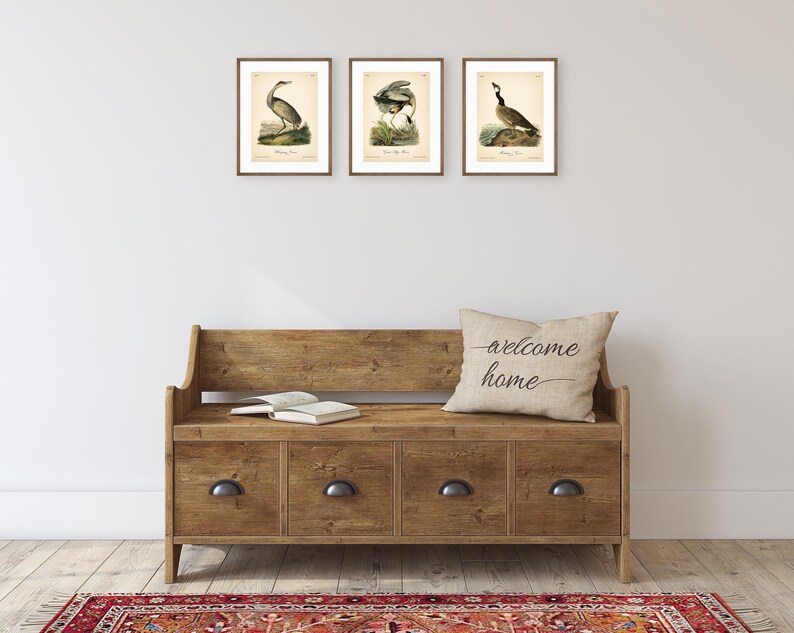 8x10'' 3 VINTAGE PRINTS Audubon Birds 8x10 inches Wall Art Decor Rustic Antique Book Birds of America Botanical Prints Set of 3 Prints Heron image 14