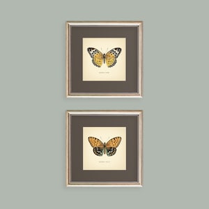 Set of 2 Vintage Butterflies Prints Botanical Square Print Butterfly Set of Prints Yellow Green Neutral Home Decor Neutral Art Reproduction zdjęcie 6