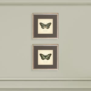 May include: Two framed butterfly prints. Each print features a detailed illustration of a butterfly with black and green wings against a cream background. The frames are silver with a dark brown matting.