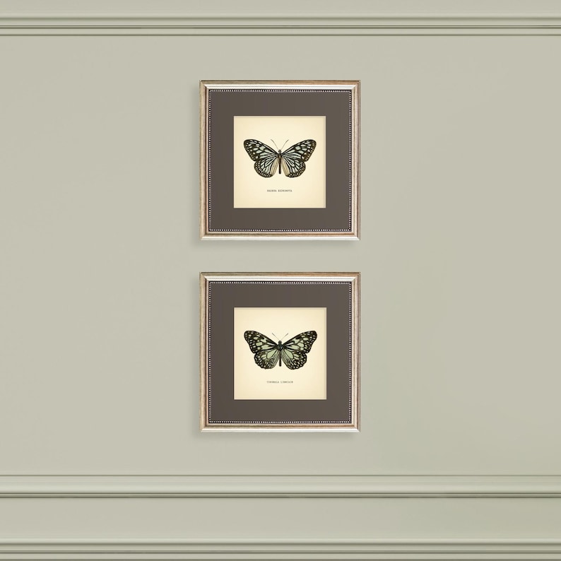 May include: Two framed butterfly prints. Each print features a detailed illustration of a butterfly with black and green wings against a cream background. The frames are silver with a dark brown matting.