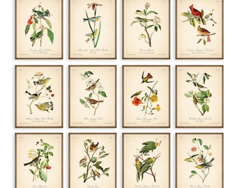 AUDUBON'S BIRDS prints set of 12 prints parrot flower nature wall art botanical print vintage prints set exotic print vintage wall art decor