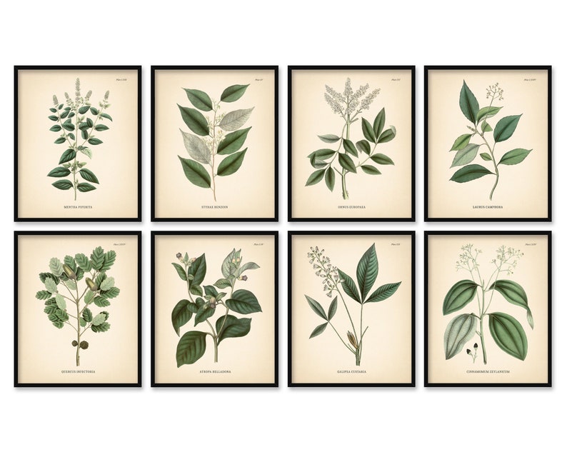 8x10'' Vintage Botanical Prints Set of 8 Botanical Poster Green Herbs ...
