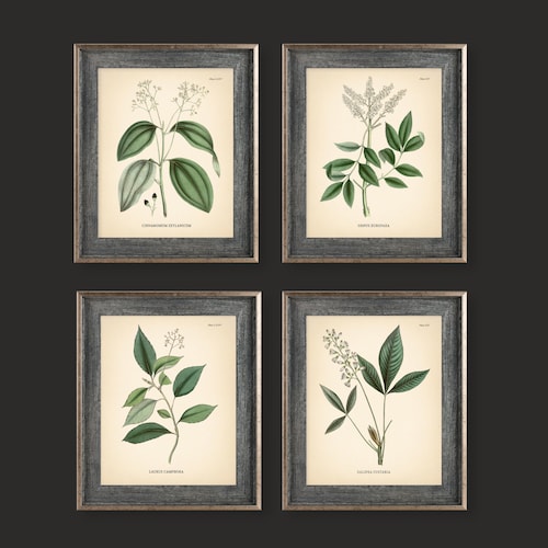 8x10'' Vintage Botanical Prints Set of 4 Botanical - Etsy UK