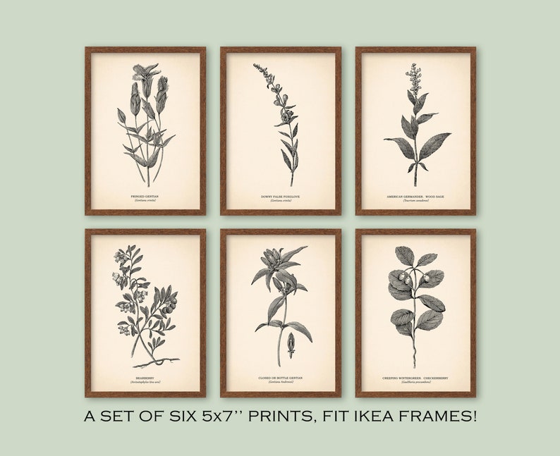 5x7'' VINTAGE BOTANICAL PRINTS Set of 6 Wall Art | Etsy