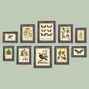 Set of 10 Vintage Botanical Prints, Botanical Poster, Flower Prints, Butterfly Sunflower Flamingo Fern Leaf Rose Bird | Set of Prints | AC