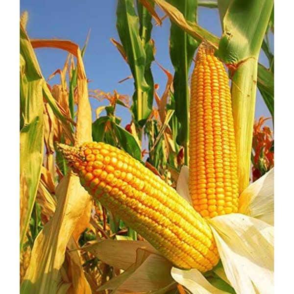 Corn seeds, sowing corn, sugar corn, growing corn, goldern yellow corn, reproducible corn, vegetable seeds, zea mays seeds