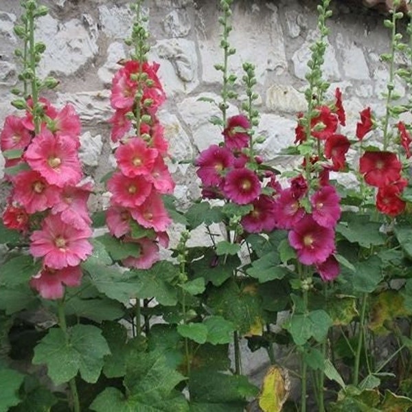 Graines de mauve, graines de mauve, graines d'alcea rosea, graines de fleur de rose trémière, mauve frisée, rare, graines de mauve