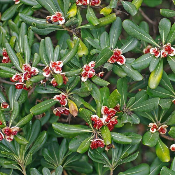 Semillas de pittosporum tobira, semillas de azahar de china, semillas de laurel australiano, pittospore japonés, semillas de karo, 10 semill