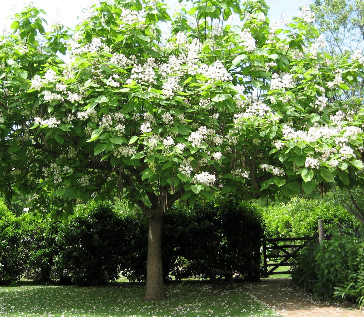 Catalpa Seeds, Catalpa Tree, Catalpa Bignonioides, Catalpa Seeds