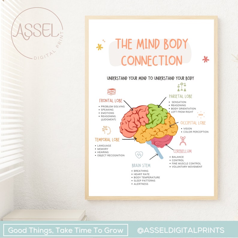 May include: A colorful illustration of the human brain with labels for each lobe and its functions. The brain is divided into the frontal, parietal, occipital, temporal, and cerebellum lobes. The brain stem is also labeled. The text "The Mind Body Connection" is at the top of the image. The text "Understand your mind to understand your body" is below the title.
