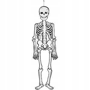 Gran esqueleto colgante de Halloween