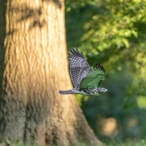Red Tailed Hawk Flying, Picture Of Red Tailed Hawk, Hawk Flying