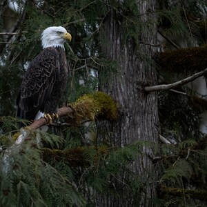 Eagle Portrait, Eagle on a tree, Bald Eagle