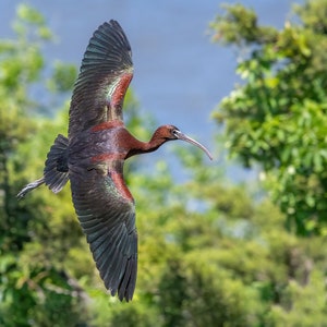 Glossy Ibis, Ibis, Ibis Bird, Ibis With Wings Open