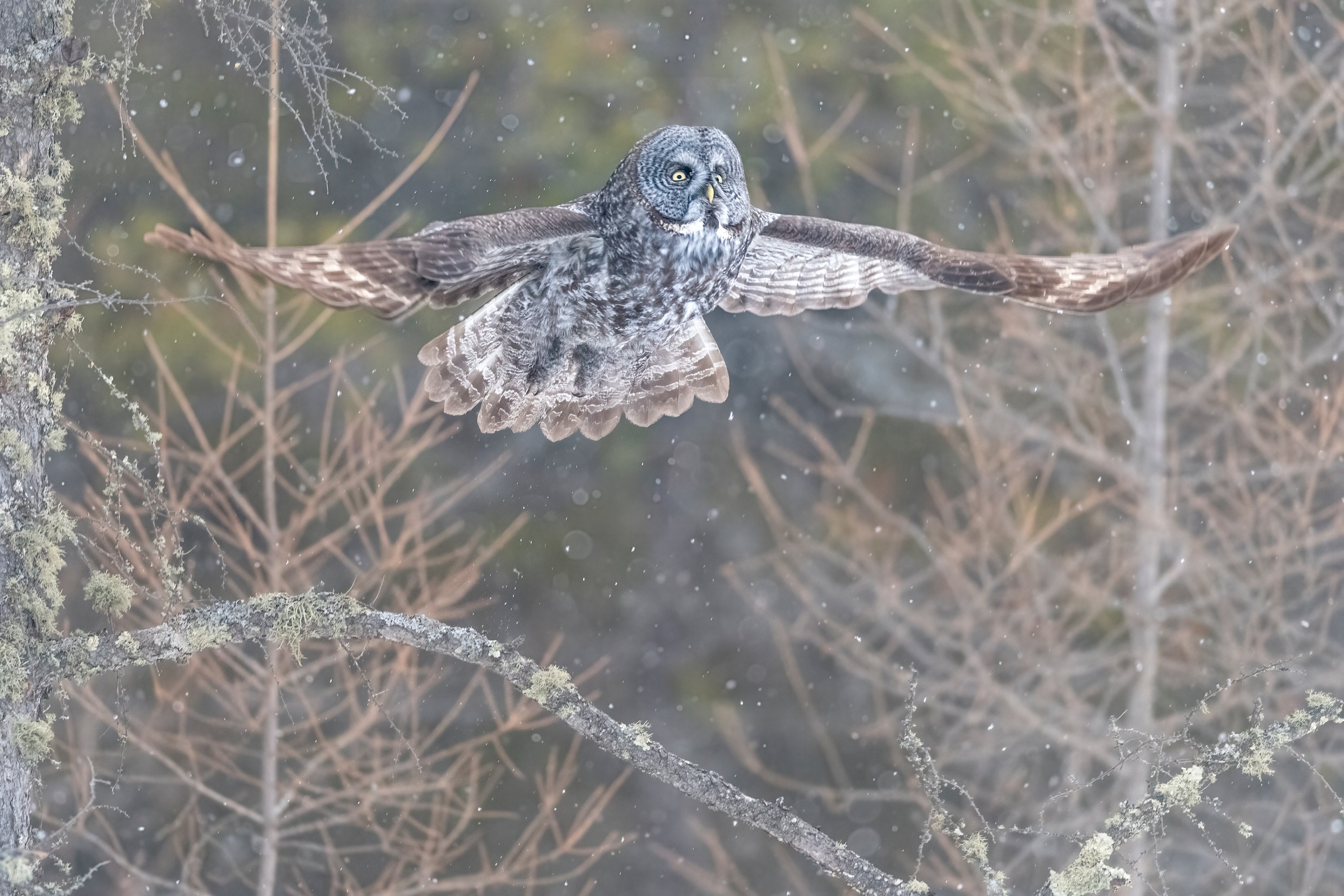 Great Grey Owl, High Res Image of Great Grey Owl, Great Grey Owl Print, Owl