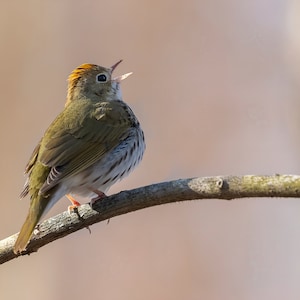 Ovenbird Singing, Bird Singing, Print Of Bird Singing
