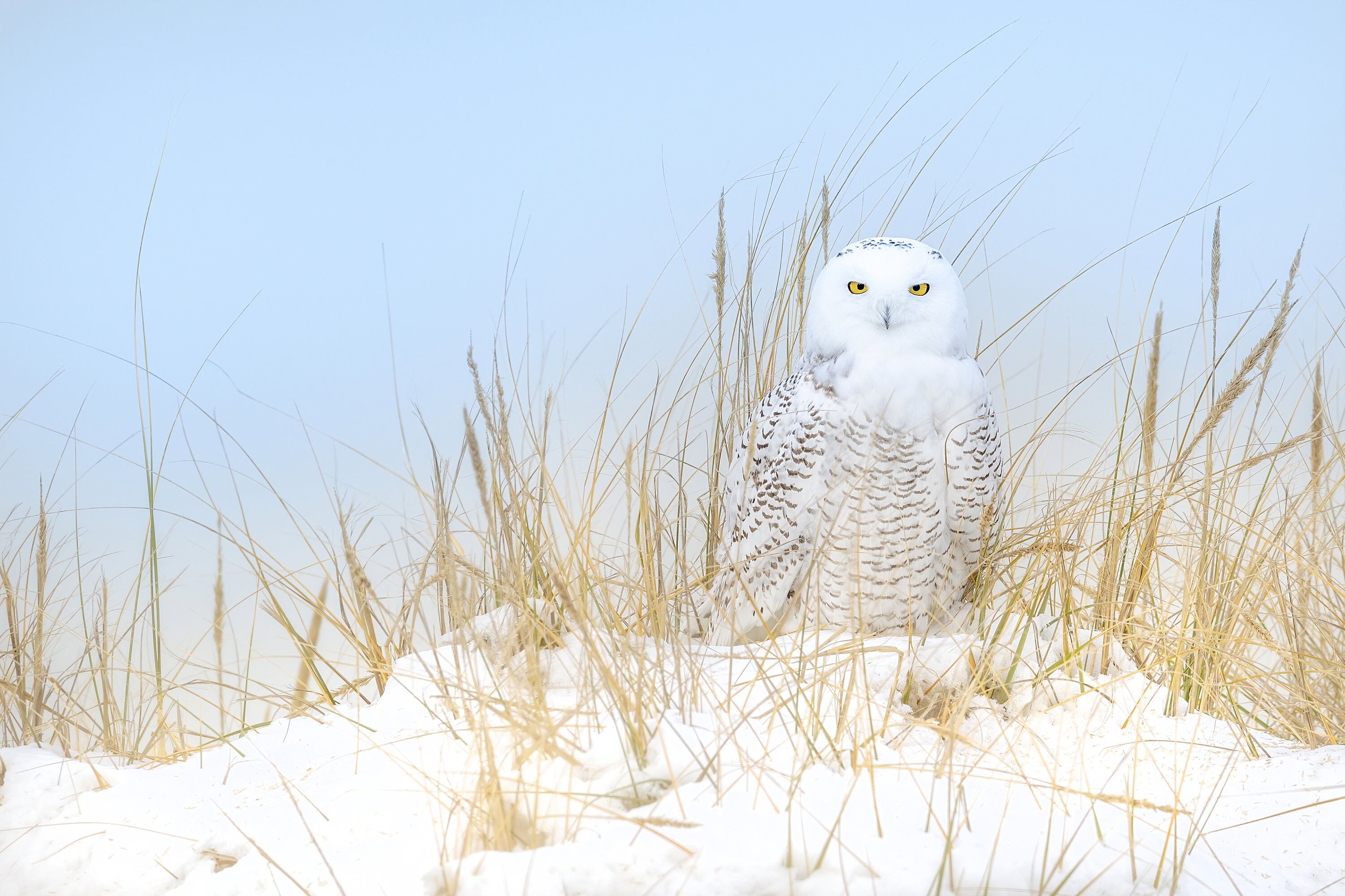 Snowy Owl, Female Snowy Owl Print, Wildlife,