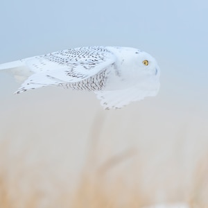 Snowy Owl, Owl, Flying Snowy Owl