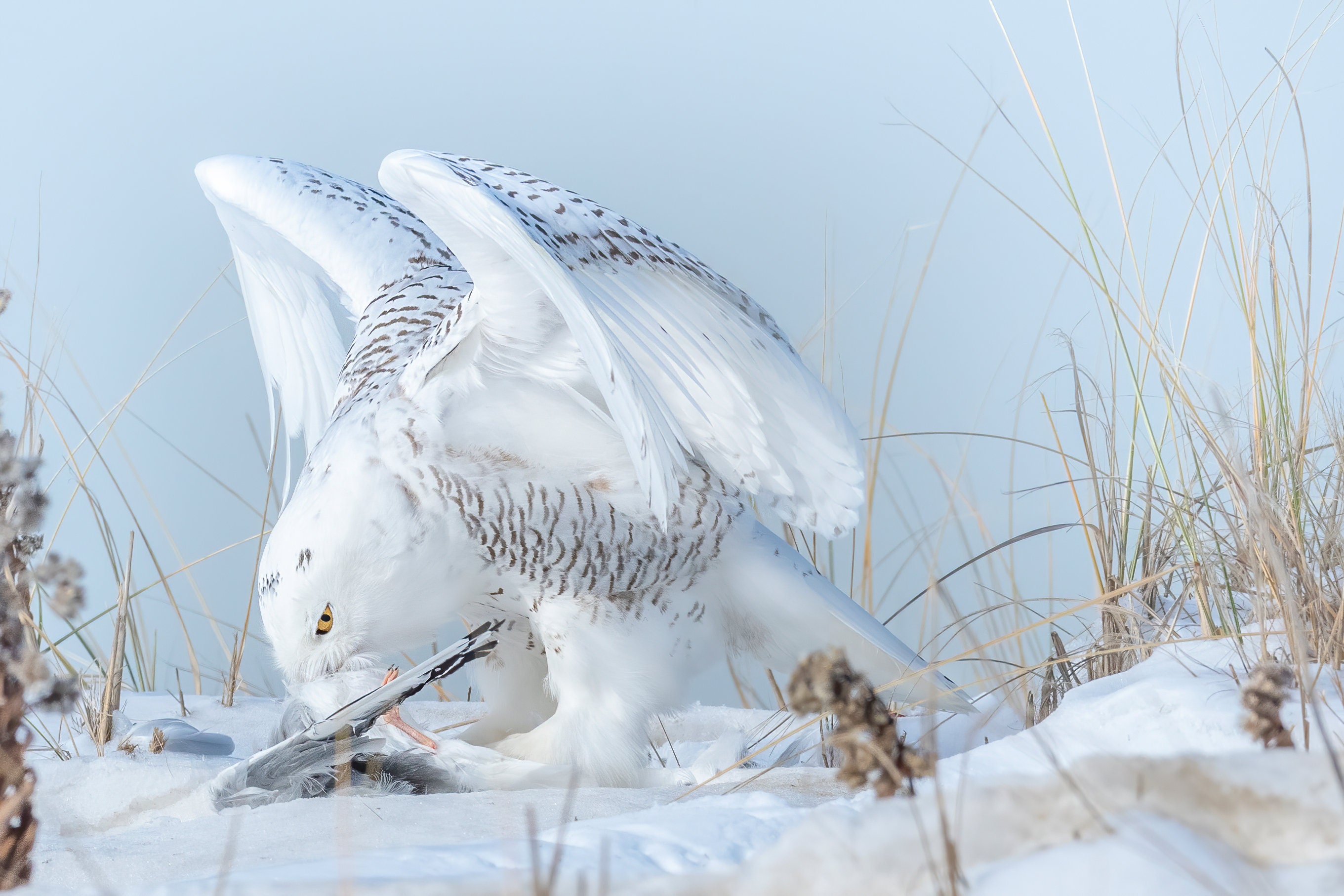 Snowy Owl Print: Female Wildlife Art, Jones Beach, NY