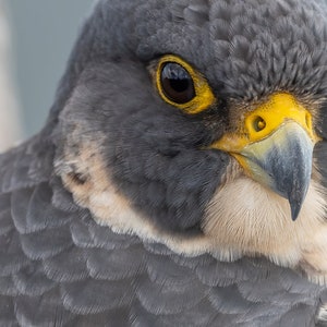 Peregrine Falcon, Portrait Of Peregrine Falcon, Print Of Peregrine Falcon
