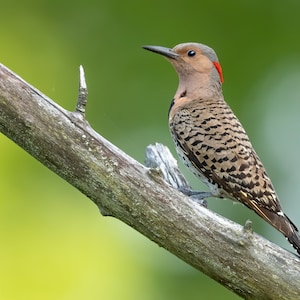Northern Flicker, Flicker Bird, Picture Of Northern Flicker