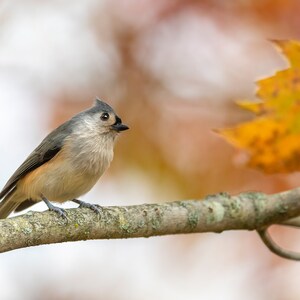 Tufted Titmouse Bird, Picture Of Tufted Titmouse Bird, Autumn