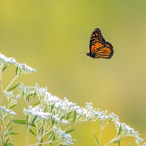 Monarch Butterfly, Monarch Butterfly Flying, Flying Butterfly, Flying Monarch
