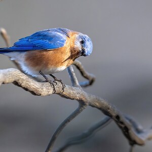 Bluebird, Eastern Bluebird, Sialia