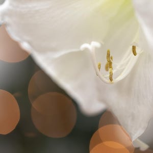 Amaryllisblüte