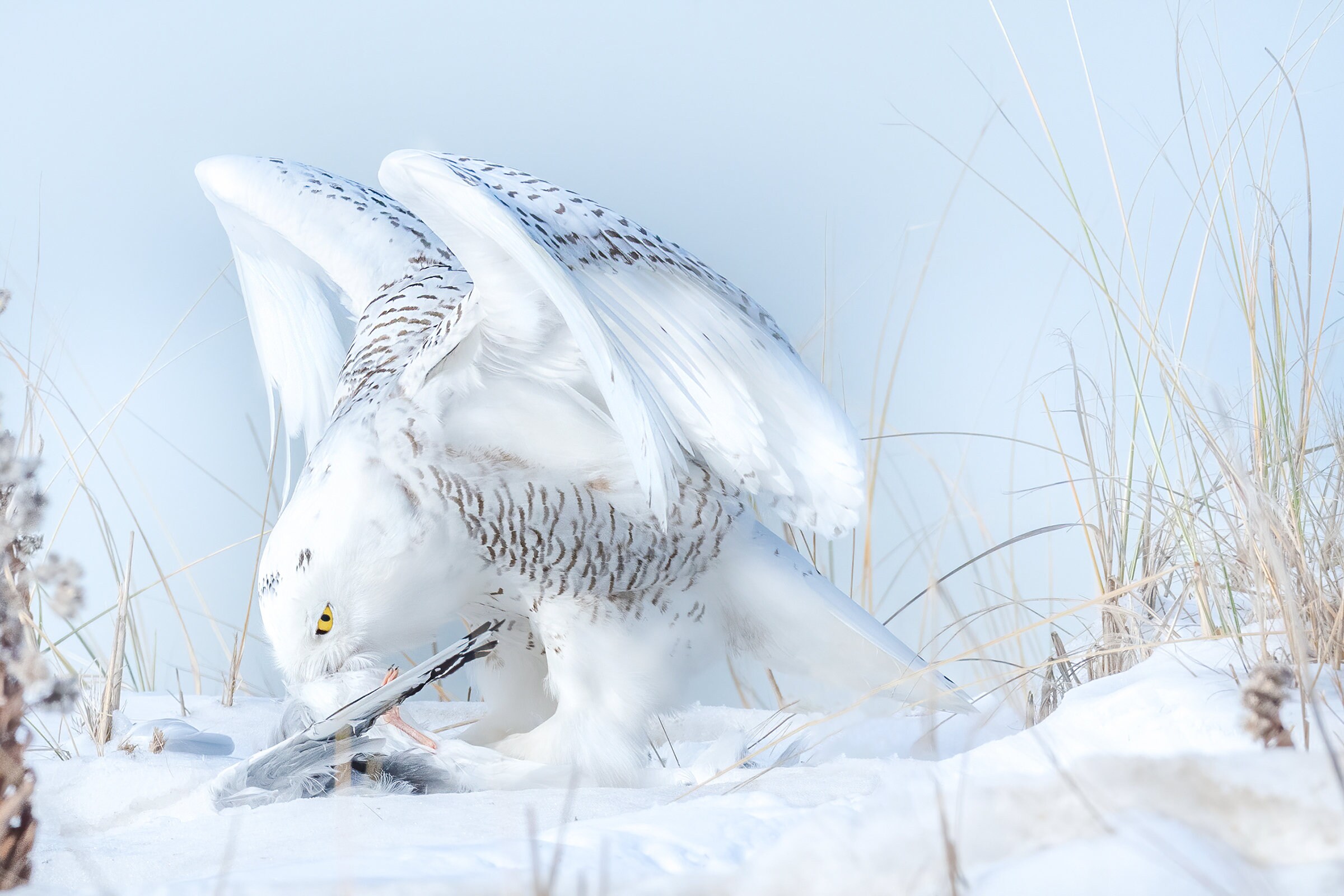 Snowy Owl