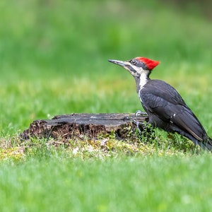 Pileated Woodpecker, Picture Of Pileated Woodpecker, Woodpecker