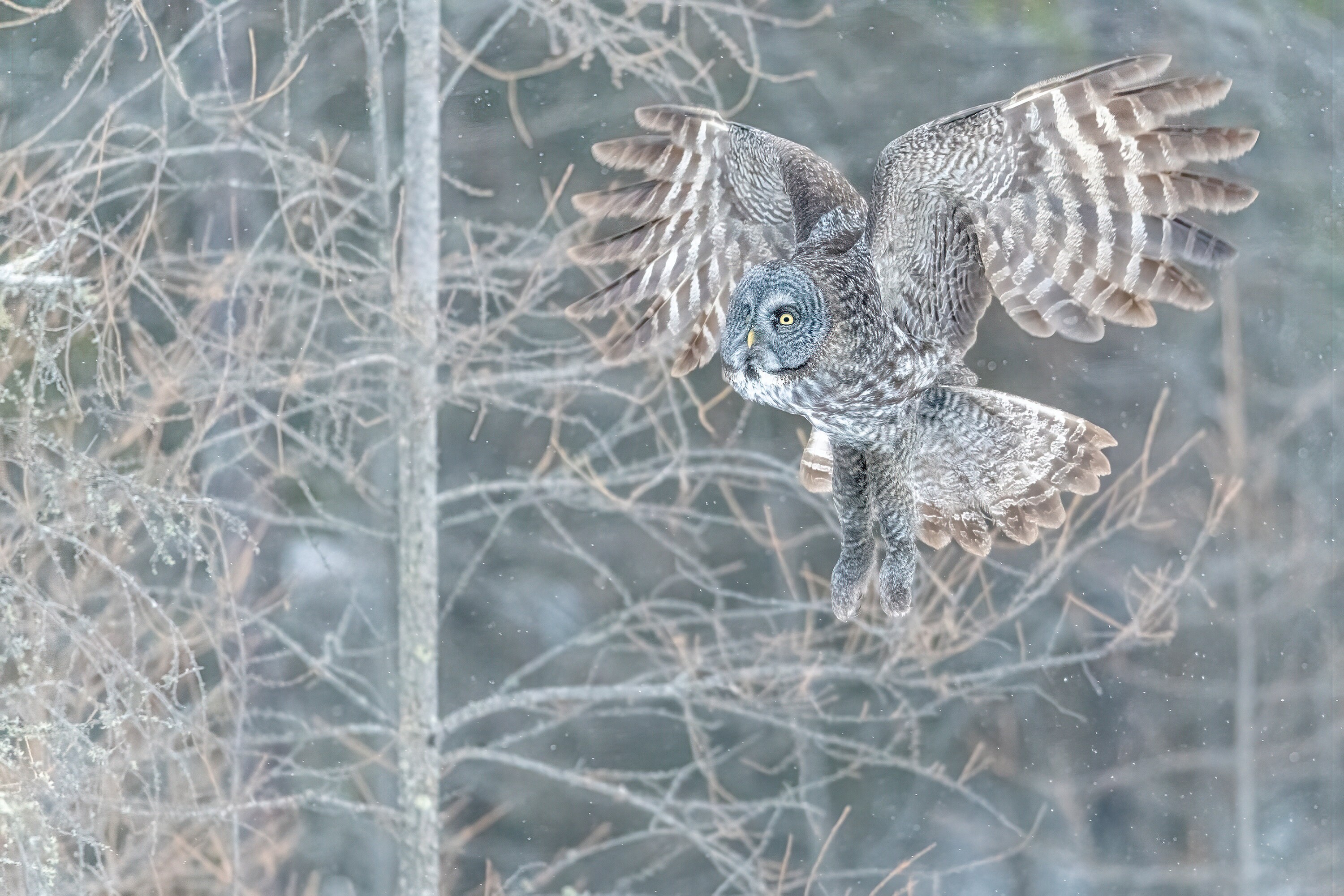 Great Grey Owl, High Res Image of Great Grey Owl, Great Grey Owl Print, Owl