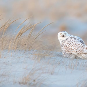 Female Snowy Owl, Snowy Owl Print, Picture Of Snowy Owl
