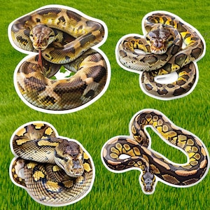 May include: Four different snakes with brown, black, and yellow patterns are shown on a green grassy background. The snakes are curled up in various positions.