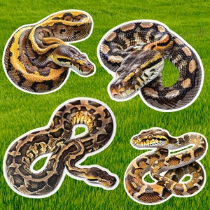 May include: Four different brown and black snakes with various patterns and poses on a green grass background.