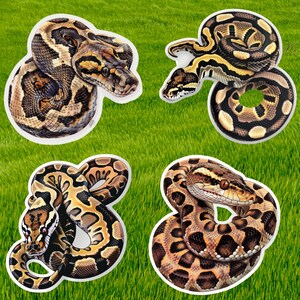May include: Four different patterns of brown and tan snakes with black markings. The snakes are curled up in a variety of poses.