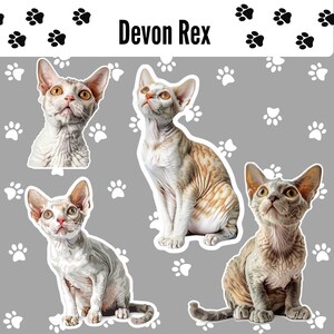 May include: Three Devon Rex cats with short, curly fur. The cats are sitting on a gray background with white paw prints. The text "Devon Rex" is at the top of the image.