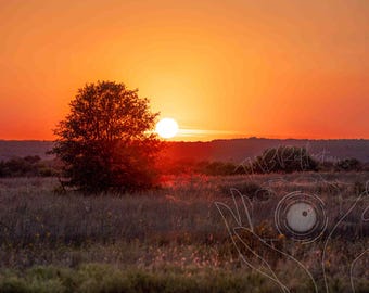 Golden Hour Meadow – Digital Download