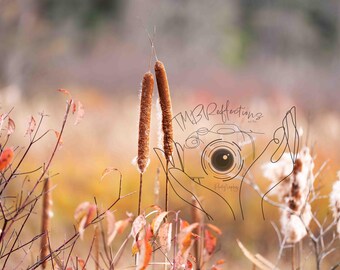 Cattail Duo: Whispers of the Marsh