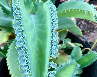 Mother of Thousands | Self Propagating | bryophyllum daigremontianum | Starter Plant | Mexican Hat Plant, Alligator Plant, Devil’s Backbone