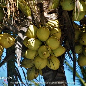 Impresión de palmera, arte de la pared de la palmera, foto de coco, impresión de palma, colgante de la pared de la palma